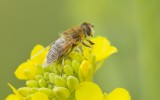 Onvoorspelbare Bijvlieg (Eristalis similis)