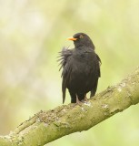 Merel (Common Blackbird)