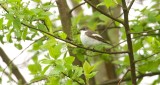 Bonte Vliegenvanger (European Pied Flycatcher)
