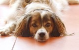 Our dog Diego