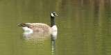 Canadese Gans (Canada Goose)