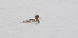 Middelste Zaagbek (Red-breasted Merganser)