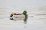 Wilde Eend (Mallard)