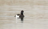 Kuifeend (Tufted Duck)