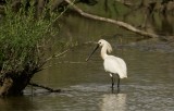 Lepelaar (Eurasian Spoonbill)