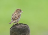 Huismus (House Sparrow)