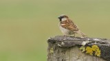 Huismus (House Sparrow)