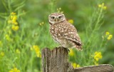 Steenuil (Little Owl)