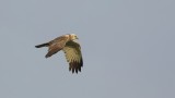 Bruine Kiekendief (Marsh Harrier)