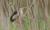 Woudaap (Little Bittern)