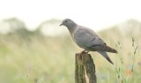 Holenduif (Stock Dove)