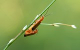 Kleine Rode Weekschildkever (Rhagonycha fulva) - Common Red Soldier Beetle