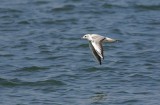 Kokmeeuw (Black-headed Gull)