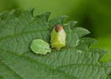 Groene Schildwants (Palomena prasina) - Green Shield Bug