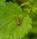 Boomsikkelwants (Himacerus apterus) - Tree damsel bug