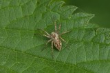 Kraamwebspin sp. (Pisauridae) - Nursery Web Spider sp. 