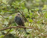 Spreeuw (Common Starling)