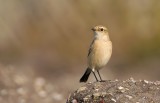 Aziatische Roodborsttapuit (Siberian Stonechat)