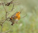 Roodborst (European Robin)