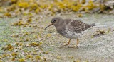 Paarse Strandloper (Purple Sandpiper)