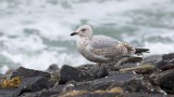 Zilvermeeuw (Herring Gull)