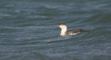 Roodkeelduiker (Red-throated Diver)