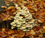 Gewone Zwavelkop (Hypholoma fasciculare, synoniem: Psilocybe fascicularis)