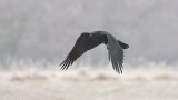 Raaf (Northern Raven)