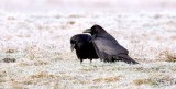 Raaf (Northern Raven)