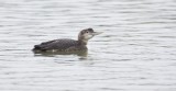 Geelsnavelduiker (Yellow-billed Diver)