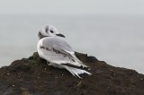 Drieteenmeeuw (Black-legged Kittiwake)