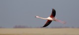 Flamingo (Greater Flamingo)