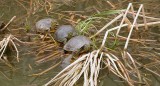 Roodwangschildpadden (Red-eared terrapin) 