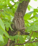Dwergooruil (Eurasian Scops Owl)