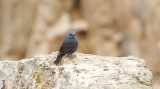 Blauwe Rotslijster (Blue Rock Thrush)