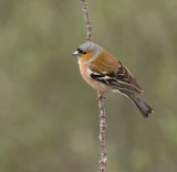 Vink (Common Chaffinch)