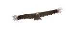 Monniksgier (Cinereous Vulture)