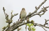 Tjiftjaf (Common Chiffchaff)