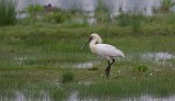 Lepelaar (Eurasian Spoonbill)