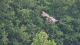 Bruine Kiekendief (Marsh Harrier)