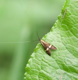 Geelbandlangsprietmot (Nemophora degeerella) - Longhorn moth