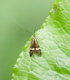Geelbandlangsprietmot (Nemophora degeerella) - Longhorn moth