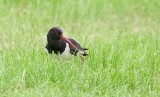 Scholekster (Eurasian Oystercatcher)