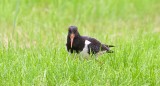 Scholekster (Eurasian Oystercatcher)