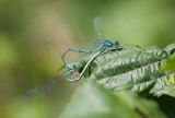 Libellen en Waterjuffers (Dragonflies and Damselflies)