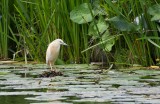 Ralreiger (Squacco Heron)