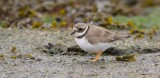Bontbekplevier (Common Ringed Plover)
