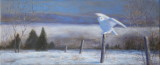 Harfang des neiges expriment 10x24 - Collection prive