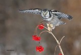 Holiday Northern Hawk-Owl
