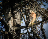 A Young Hawk